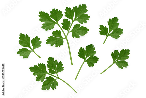 Vibrant green parsley leaves falling against a transparent background, perfect for food and culinary projects