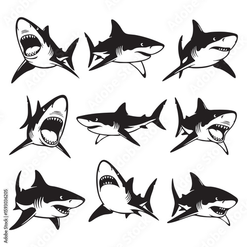 Black and white sharks with open mouths and sharp teeth marine life ocean
