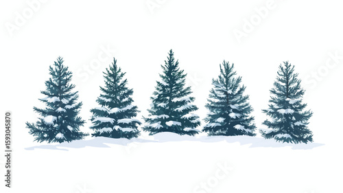 Winter Evergreen Trees Wide Angle View