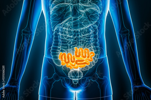 Tableau sur toile X-ray anterior or front view of human ileum, part of the small intestine, 3D rendering illustration with male body contours
