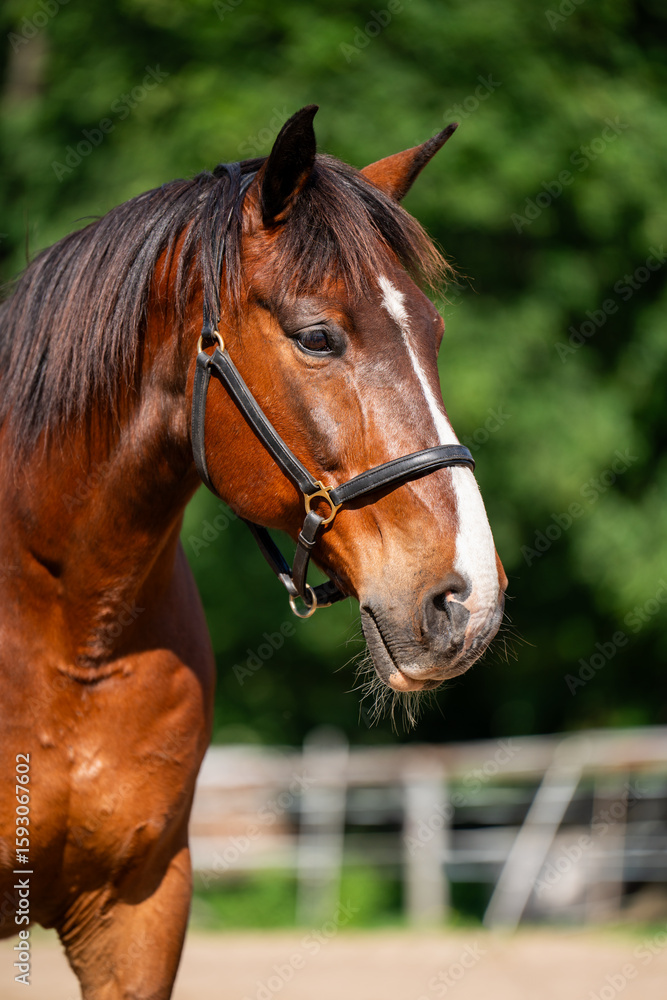 Obraz premium Portrait of beautiful brown horse in profile with white spot on muzzle. Animals coat glistens in sun. Country life, connection with animals.