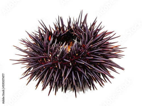 sea urchin  isolated on white background PNG, AI GENERATED