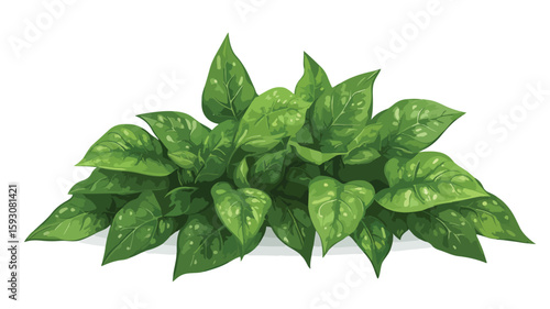 Vibrant Spinach Plant in Wide Angle