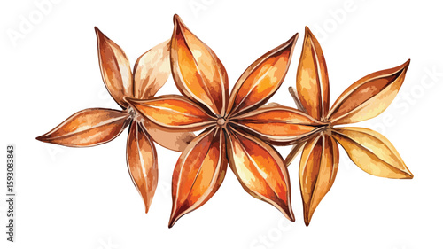 Star Anise Watercolor Illustration