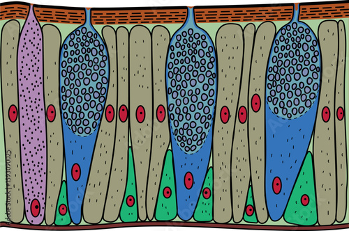 Earthworm epidermis structure diagram for biology lessons