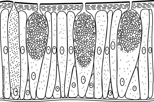 Coloring page of earthworm epidermis structure diagram for biology lessons