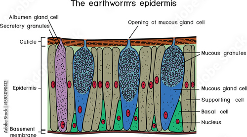 Earthworm epidermis structure diagram for biology lessons