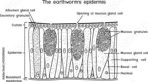 Coloring page of earthworm epidermis structure diagram for biology lessons