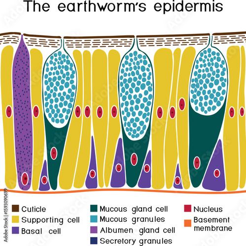 Earthworm epidermis structure diagram for biology lessons