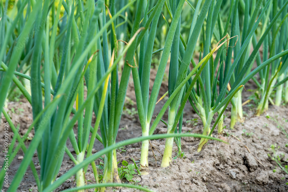 Fresh Green Onion Stalks Growing in Garden Soil – Organic Farming Scene with Young Scallions in Neat Rows, Ideal for Agricultural or Sustainable Food Concepts Fresh Green Onion Stalks Growing in Garden Soil – Organic Farming Scene with Young Scallions in Neat Rows, Ideal for Agricultural or Sustainable Food Concepts