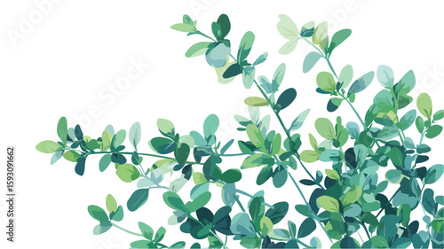 Thyme Herb Plant Wide Angle Composition