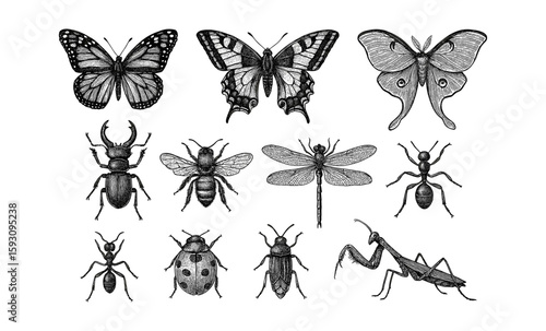 Hand-drawn insects collection featuring butterflies, beetles, bees, and more in vintage style