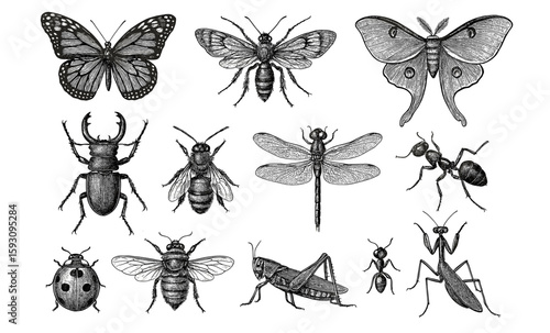 Detailed insect collection featuring butterfly, beetle, and bee in vintage style