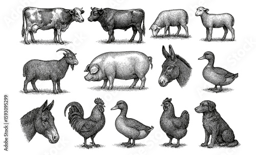 Vintage farm animal sketches: cows, sheep, goats, and more