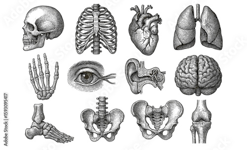 Vintage medical anatomy illustrations of human body parts in detailed engraving style