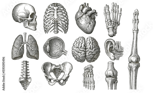 Detailed anatomical sketches of human organs and bones in vintage style