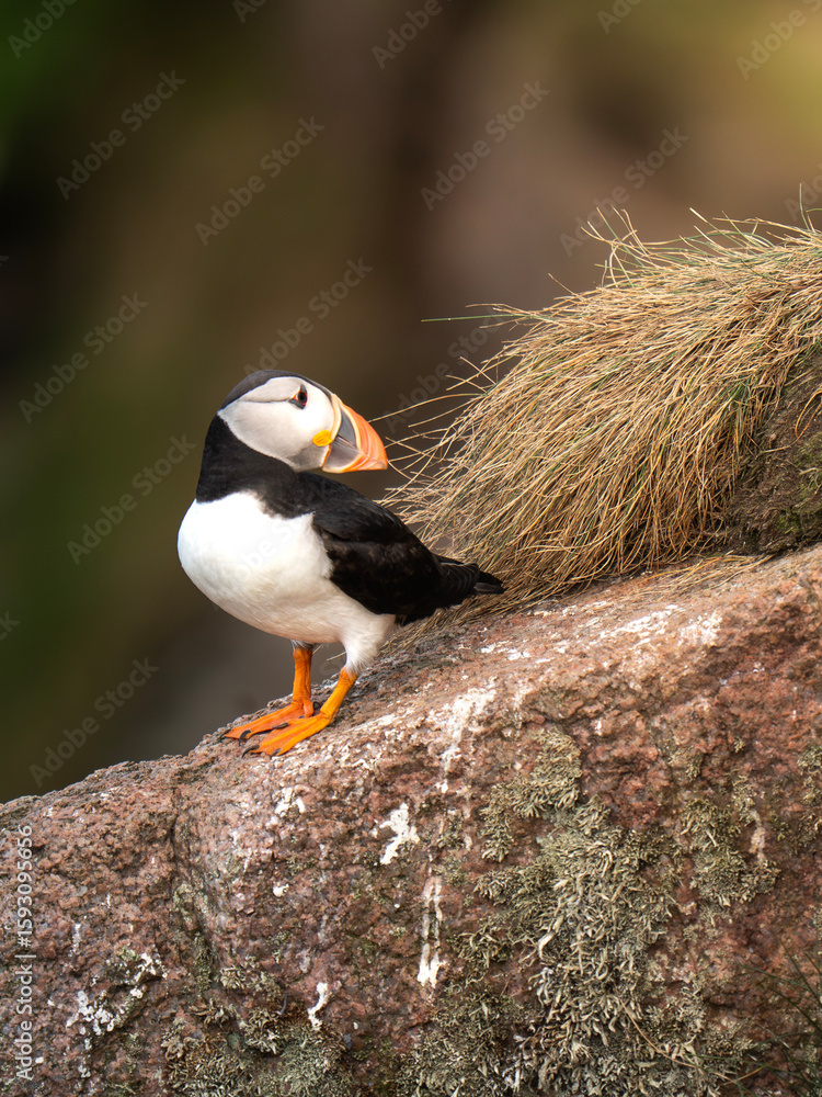 Fototapeta premium Puffins on the Cliffs of Scotland