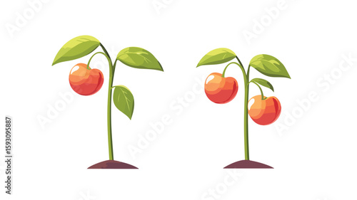 Fresh Cherry Fruit Plant Food Image