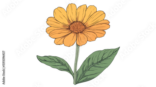Calendula Flower Petal Plant Art Print