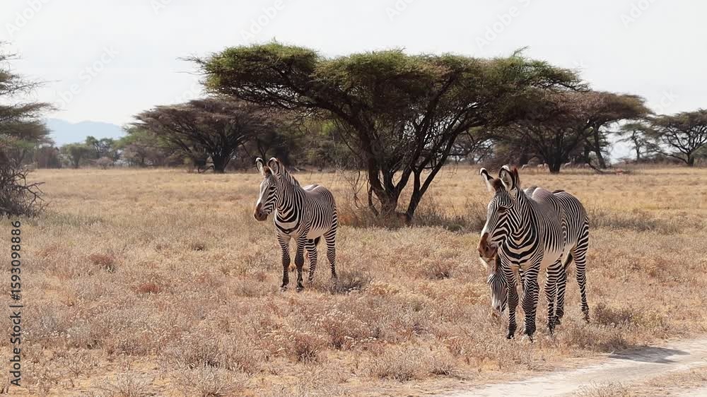 Grevy's zebras standing in the african savanna Grevy's zebras standing in the african savanna