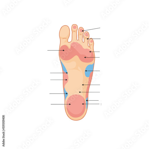 Anatomy of human foot with labeled pressure points and colors  