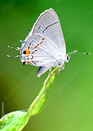 Wallpaper Mural butterfly on a green leaf Torontodigital.ca
