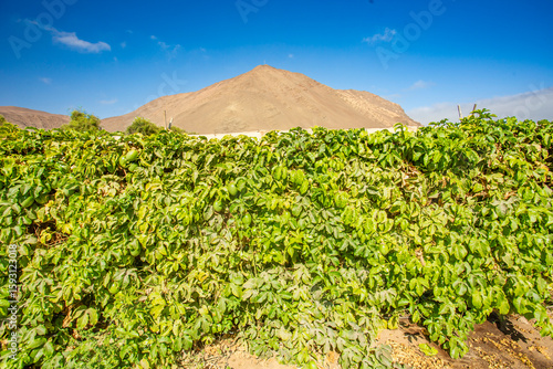 Atacama Desert landscape, in Caleta Vitor, passion fruit plantation