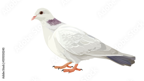 Elegant White Pigeon in Flight