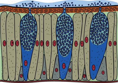 Earthworm epidermis structure diagram with mucous cells secrete mucus for biology lessons