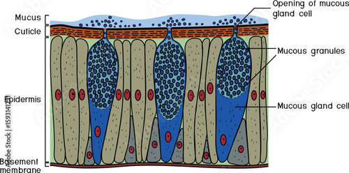 Earthworm epidermis structure diagram with mucous cells secrete mucus for biology lessons