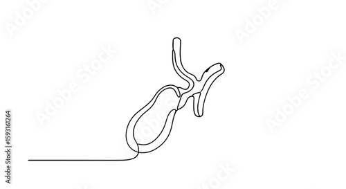 Gallbladder: A minimalist line drawing showcases the gallbladder, an essential organ within the human body, emphasizing simplicity and clarity.