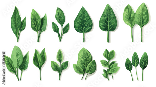 Spinach Element Set for Design Projects
