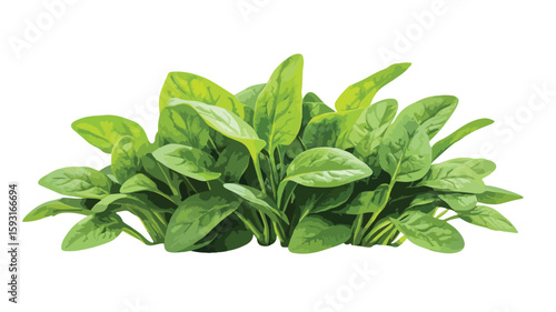 Vibrant Spinach Plant in Wide Angle