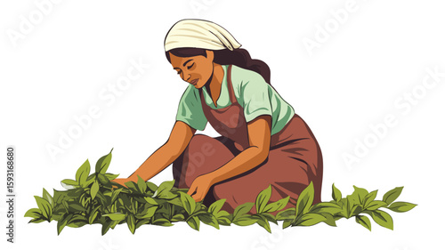 Sri Lankan Tea Plucking Scene
