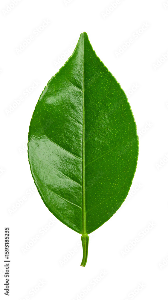 Obraz premium Vibrant Green Leaf Isolated on Transparent Background