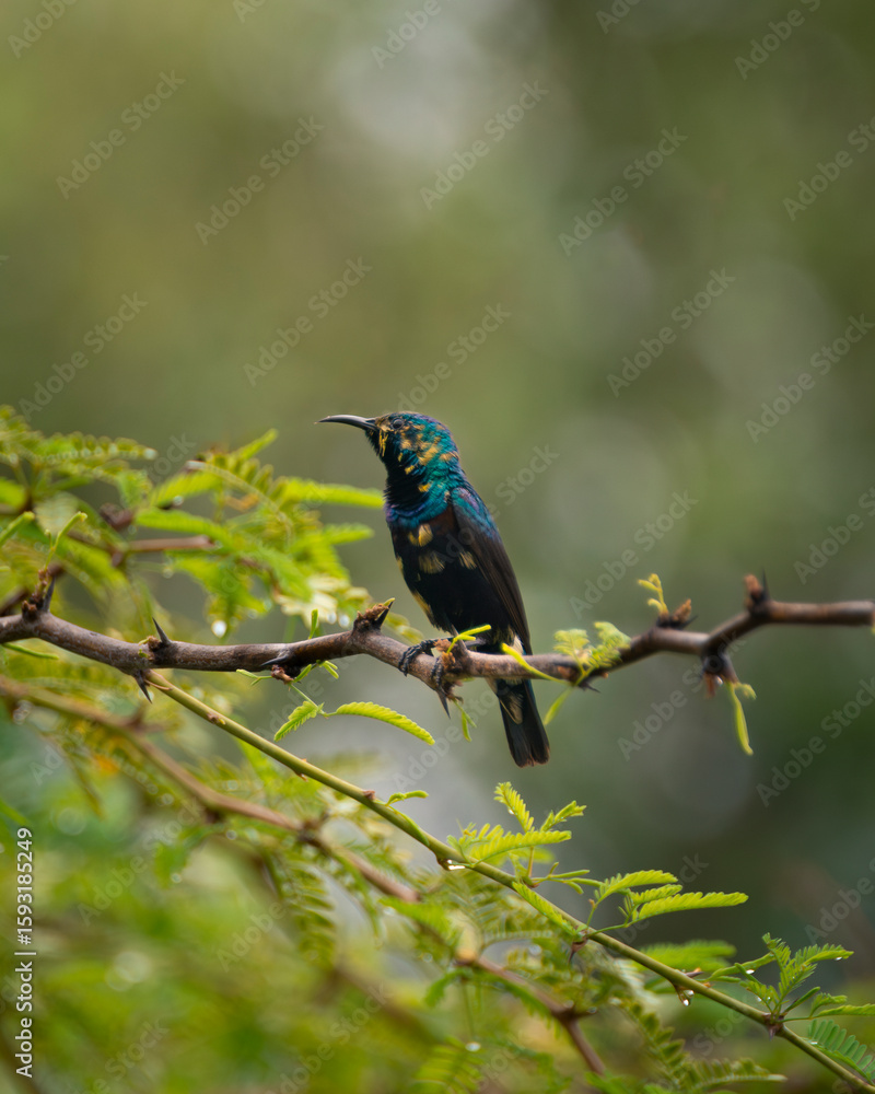 Obraz premium Purple sunbird sitting on the thorny tree branch 
