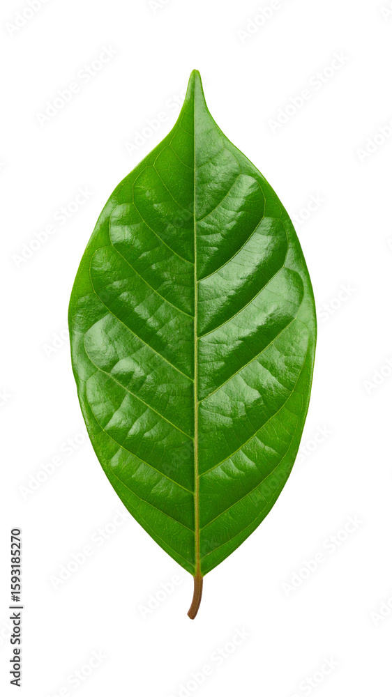 Obraz premium Single green leaf with transparent background showing its veins
