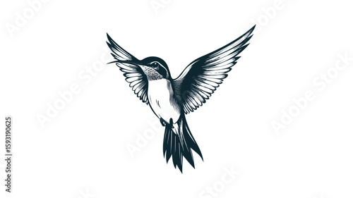 Elegant Hummingbird Wildlife Hovering Image