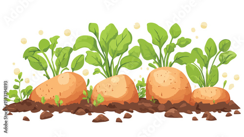 Sweet Potato Plant Harvest Overview