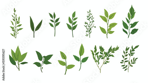 Tea Leaves Plant Centered Composition Image