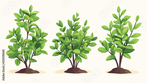 Thyme Herb Plant Wide Angle Composition