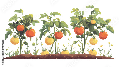 Tomato Plant with Fruit in Center