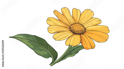 Calendula Flower Petal Plant Art Print