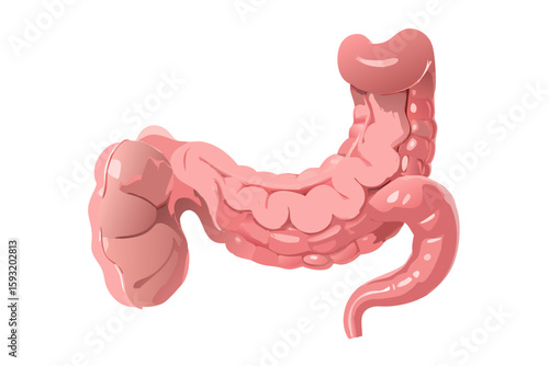 Illustration of the human large intestine anatomy with detailed segments isolated on white background