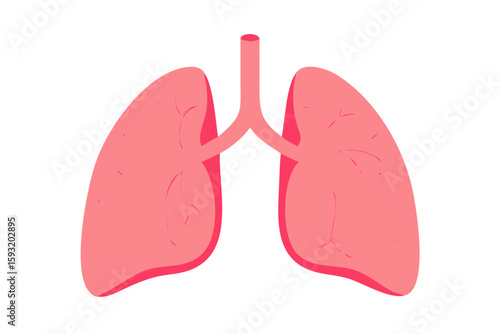 Stylized illustration of human lungs with bronchi and trachea isolated on white background