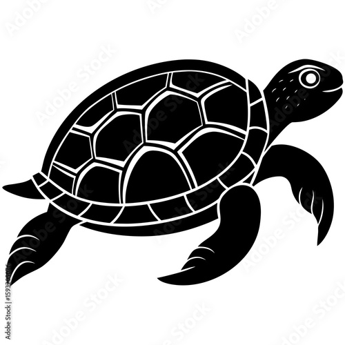 turtle vector illustration