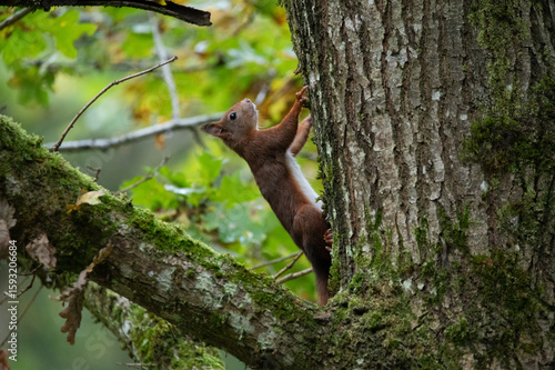 Rotes Eichhörnchen klettert an bemoostem Baumstamm im Wald empor