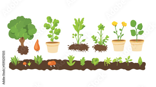 Planting Process Vector Illustration