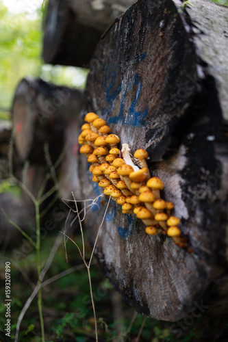 Gelbe Pilze wachsen an einem gefällten Baumstamm im Wald