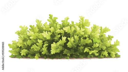 Fresh Lettuce Salad Plant Close-Up